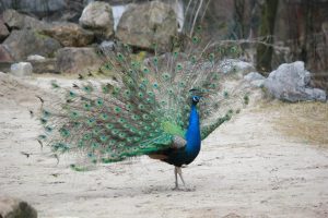 peacock with small fan tail