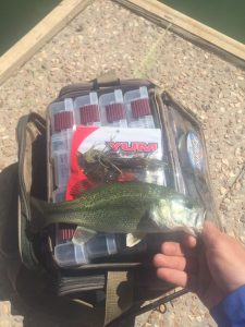 Largemouth bass caught on a jig & crawfish trailer using soft plastic bait