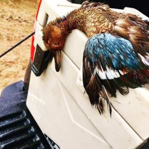 Hen cinnamon teal laying on top of a cooler.