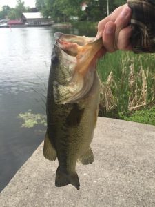 Holding a bass caught while shore fishing