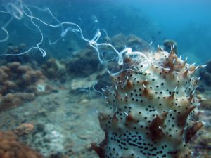 A sea cucumber releases its sperm