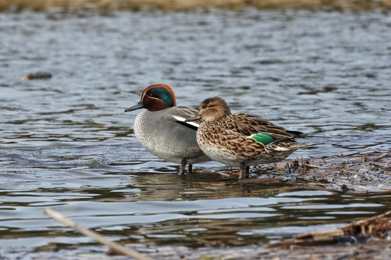 Early Teal Season Lessons Learned » M.I.N.G