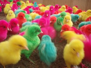 chickens dyed all sorts of colors