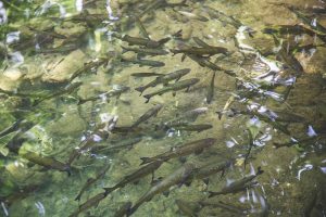 School of trout, ripe for fishing
